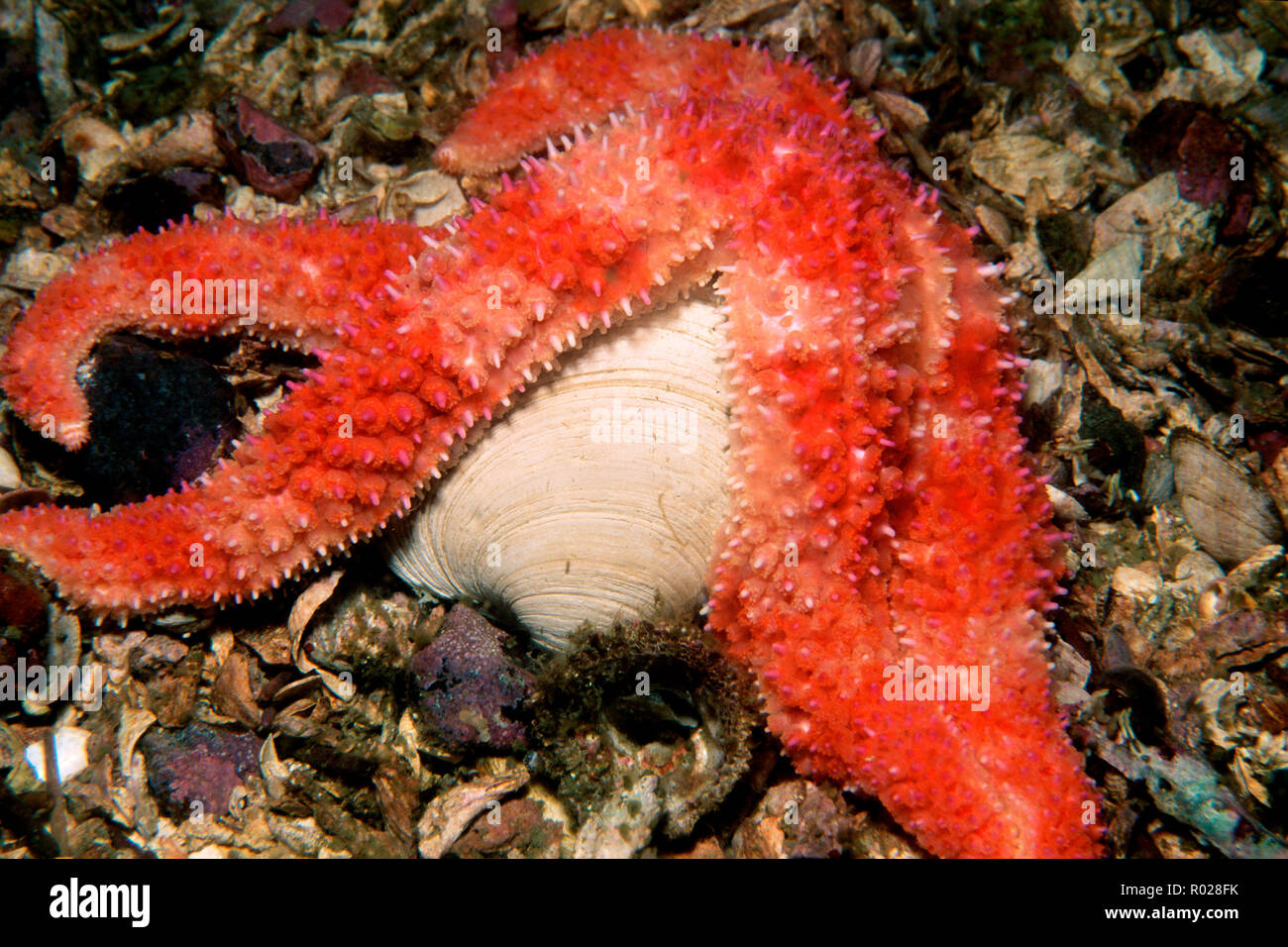 Rainbow star, Orthasterias koehleri, feed di una vongola, British Columbia, Oceano Pacifico Foto Stock