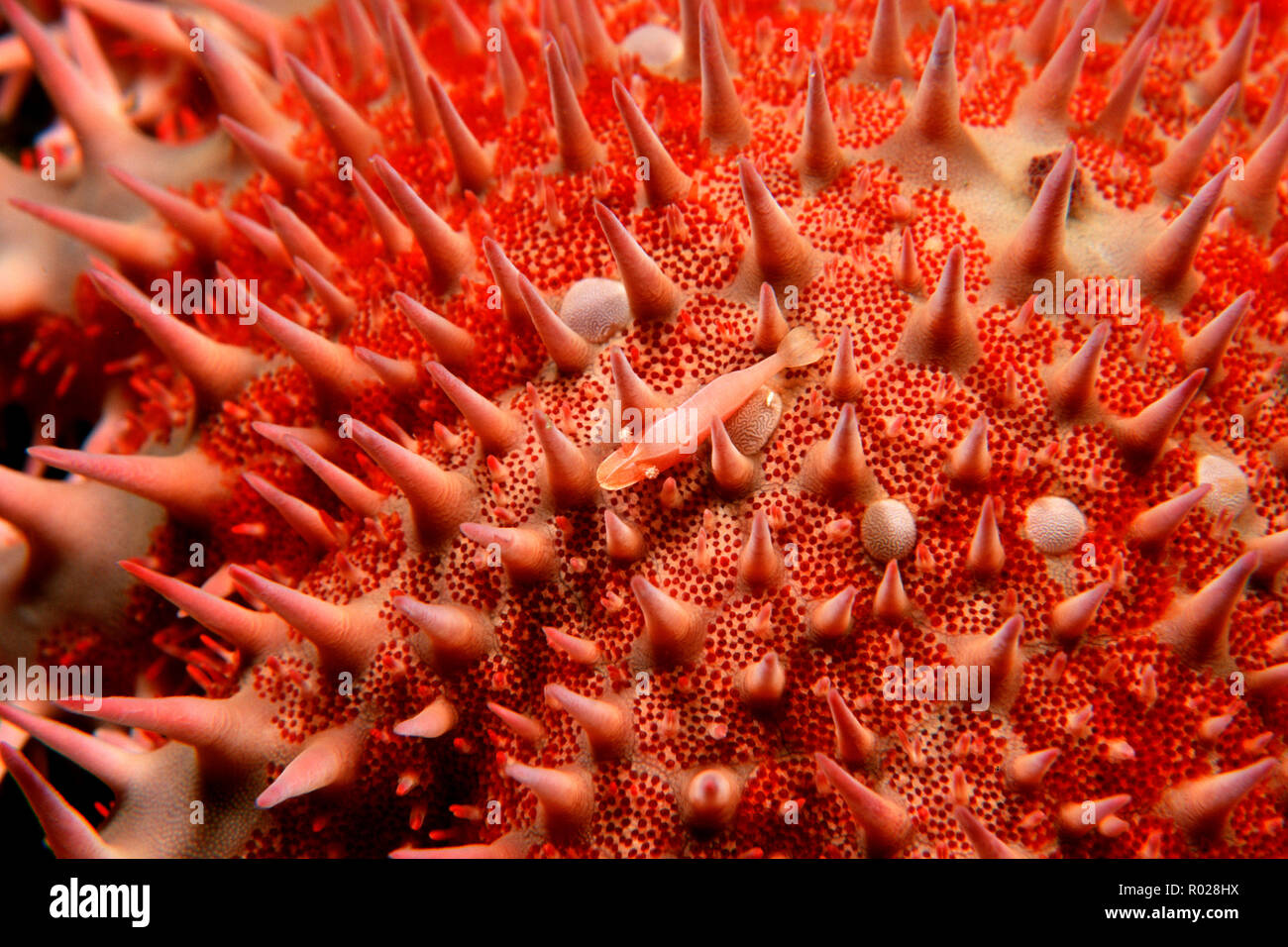 Stella di mare gamberetti, Periclimenes soror, può essere trovato vivere sulla corona di spine seastar . Essi sono protetti dalla predazione da parte del seastar's dorsali, M Foto Stock