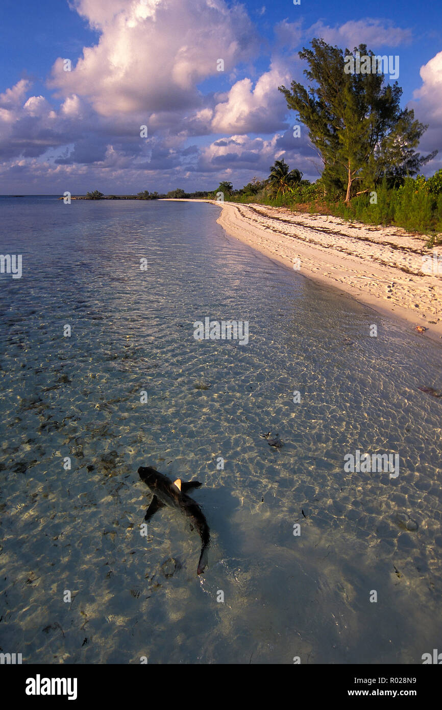 Lo squalo Blacktip, Carcharhinus limbatus, Bahamas, Oceano Atlantico Foto Stock