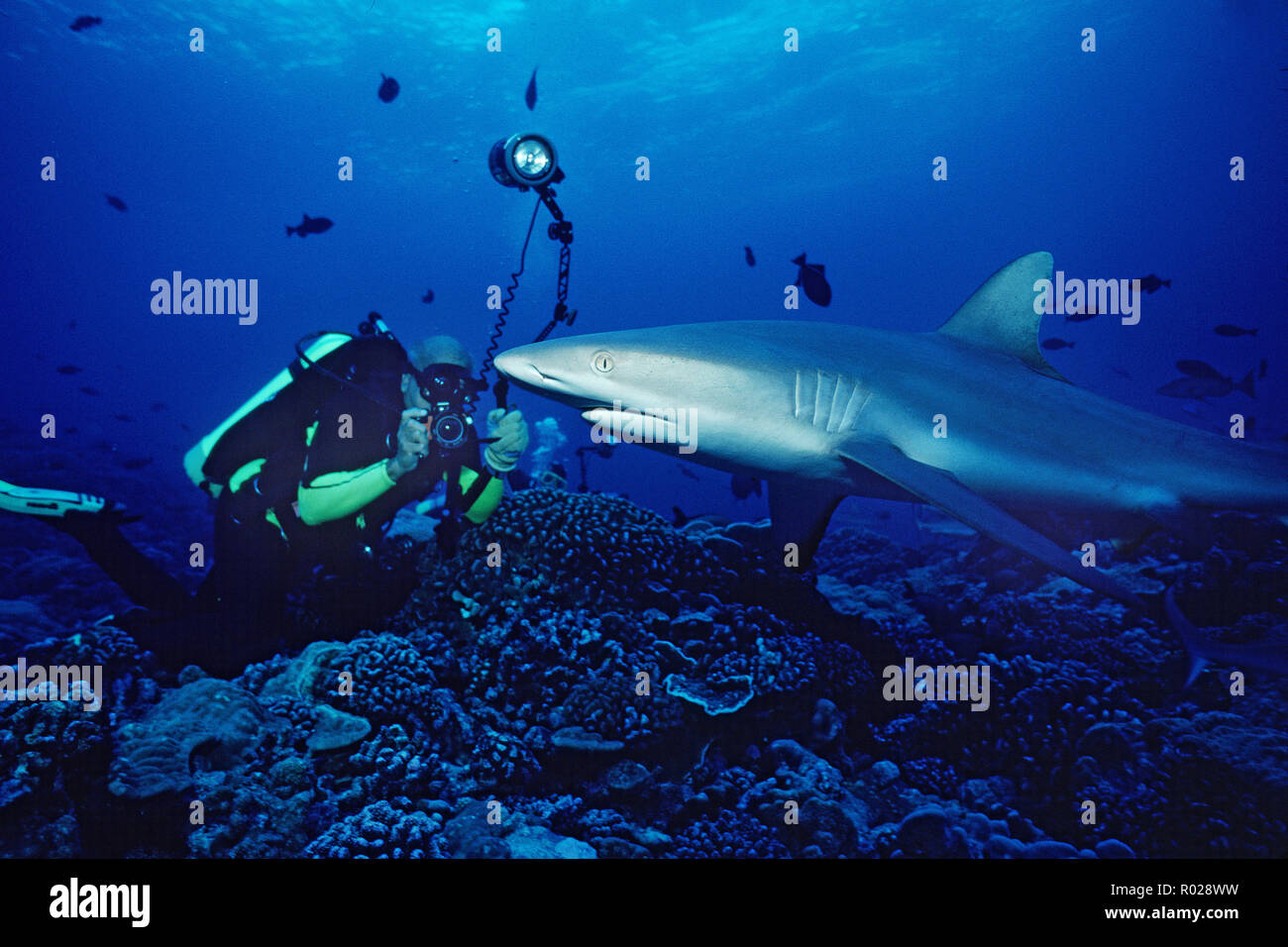 Grey Reef shark Carcharhinus amblyrhynchos, può essere trovato in gruppi, nuoto in Coral reef canali . Si nutrono principalmente di piccoli pesci reef, polpo Foto Stock