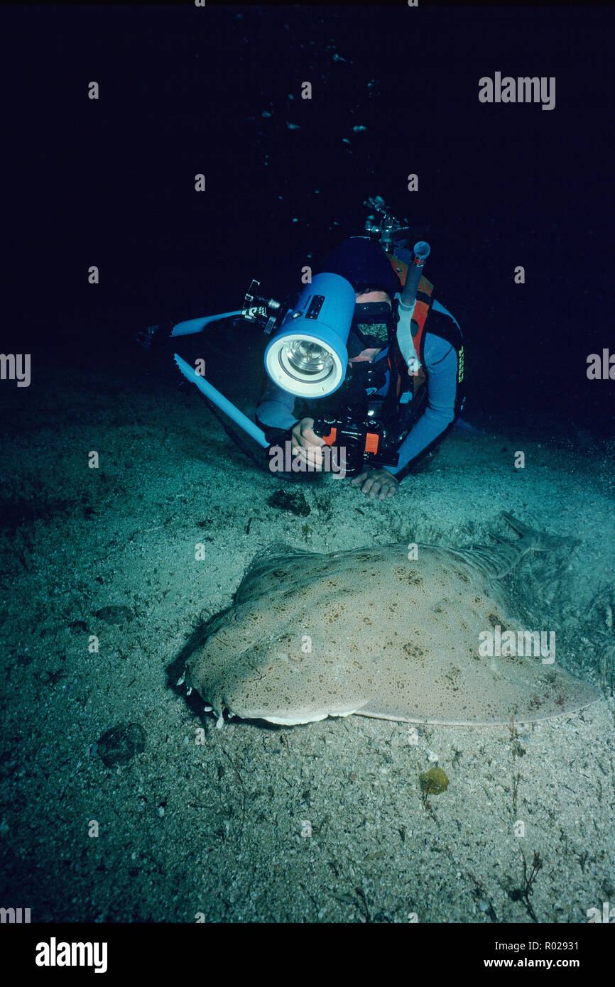 Pacific squali angelo, Squatina californica, si trova nel Pacifico orientale . Essi sono di solito sepolta nella sabbia, dove essi attendere per ambush una piccola fi Foto Stock