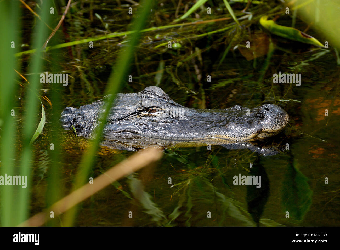 American Alligator Alligator mississippiensis, captive, Florida Foto Stock