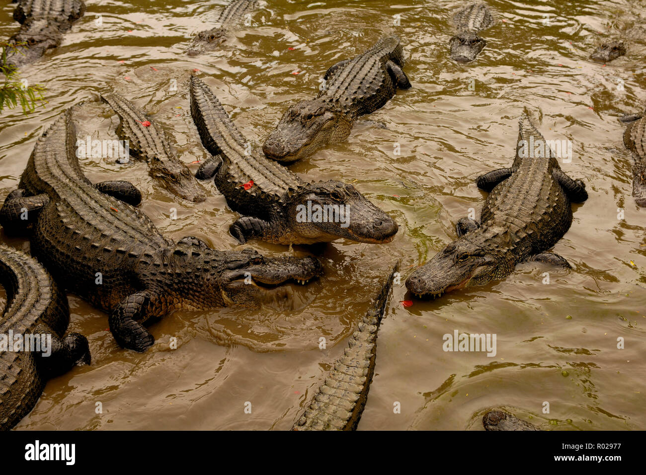 American Alligator Alligator mississippiensis, captive, Florida Foto Stock
