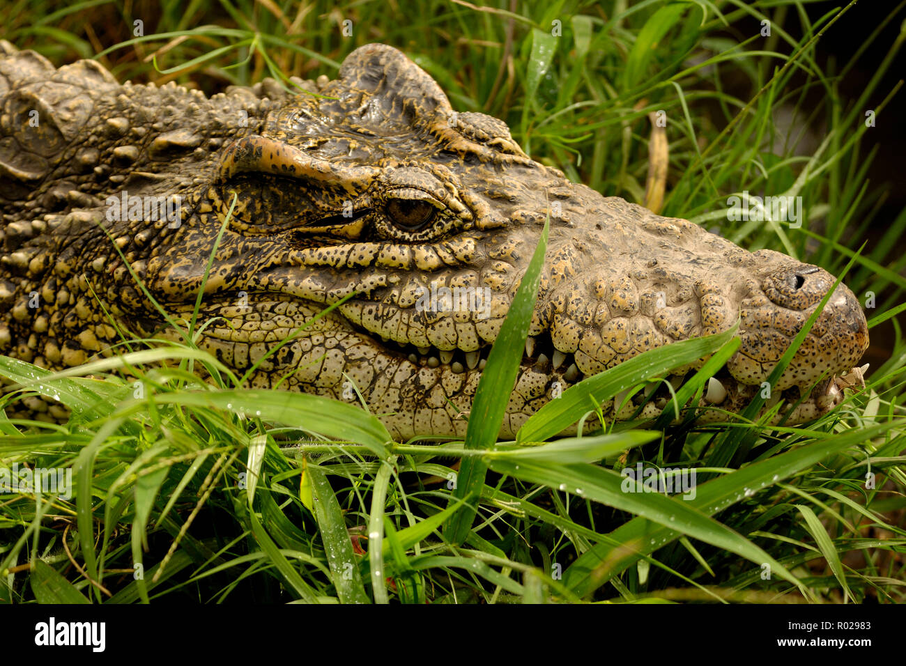 Coccodrillo cubano, Crocodylus rhombifer, in via di estinzione, captive, Florida Foto Stock