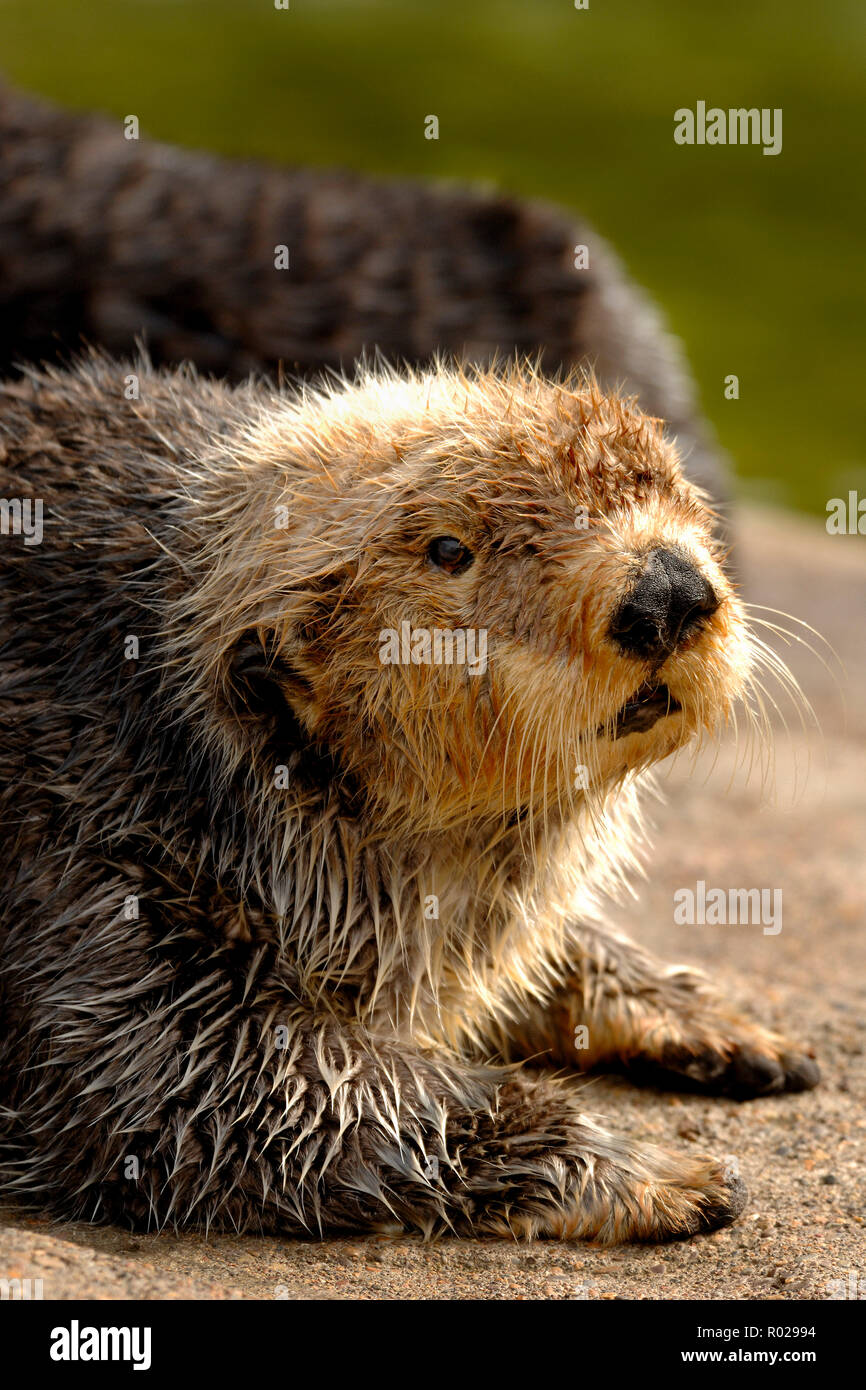 Sea Otter, Enhydra lutris, Oregon (c) Foto Stock