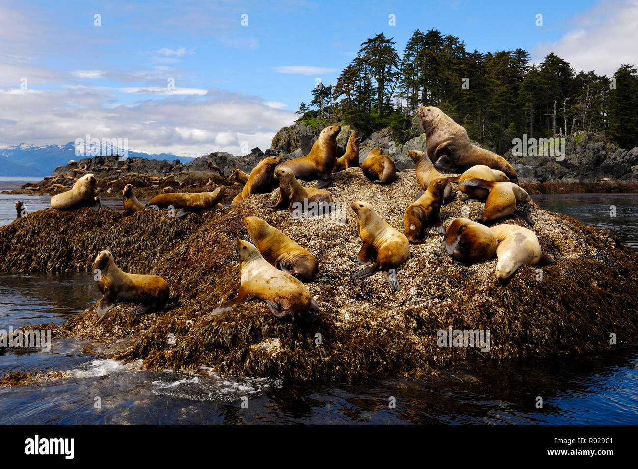 Colony stellare di leoni di mare, Eumetopias jubatus, Federico Suono, passaggio interno, Alaska, Oceano Pacifico Foto Stock