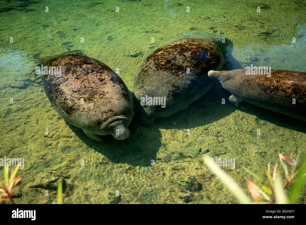 West Indian lamantino, Trichechus manatus, sono in via di estinzione, e attirato verso il caldo e acqua poco profonda di molle, quando l'oceano acqua raffredda , in Florida Foto Stock