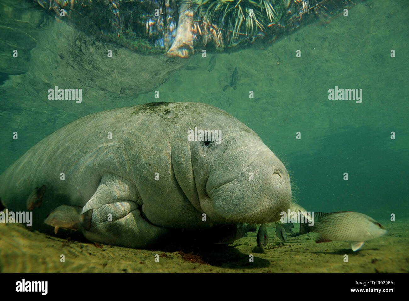 West Indian lamantino, Trichechus manatus, sono in via di estinzione, e attirato verso il caldo e acqua poco profonda di molle, quando l'oceano acqua raffredda , in Florida Foto Stock