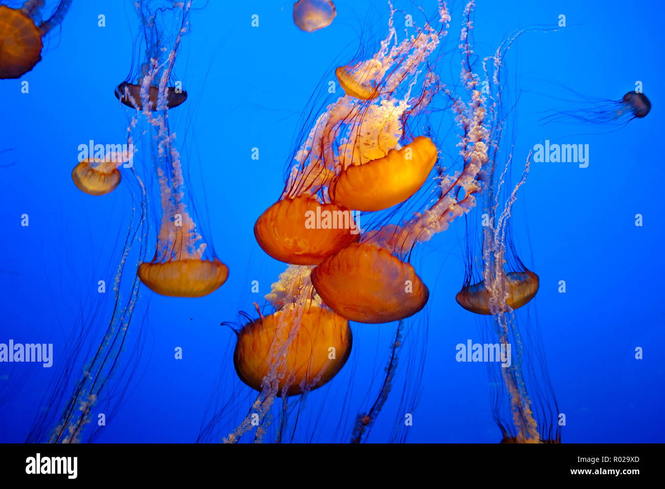 Mar Nero ortica, Chrysaora achlyos, meduse display, Monterey Bay Aquarium, Monterey, California Foto Stock