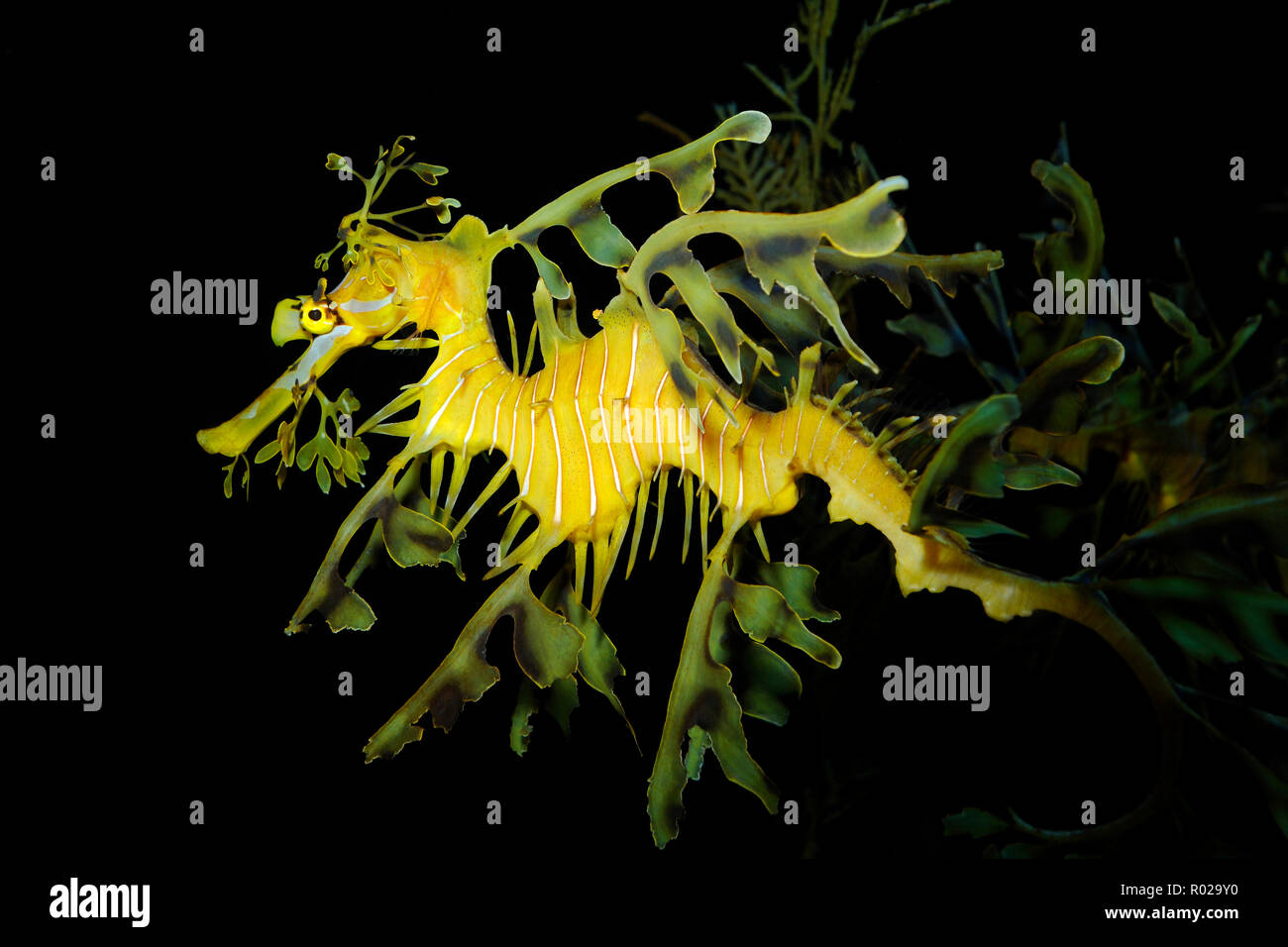 Frondose mare Dragon, Phyllopteryx eques, captive Foto Stock