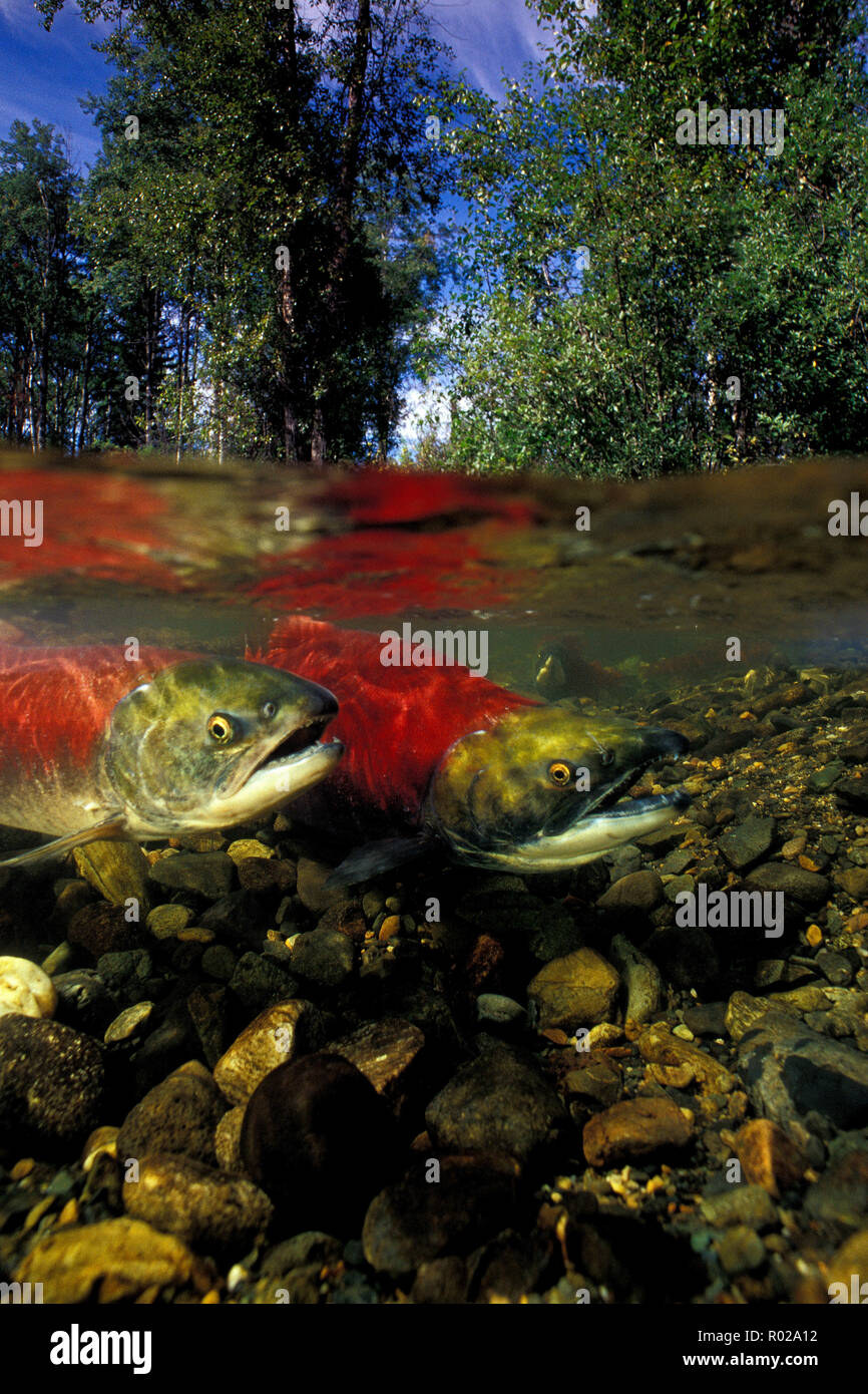 Sockeye o rosso Salmone, Oncorhynchus nerka, Horsefly River, British Columbia Foto Stock