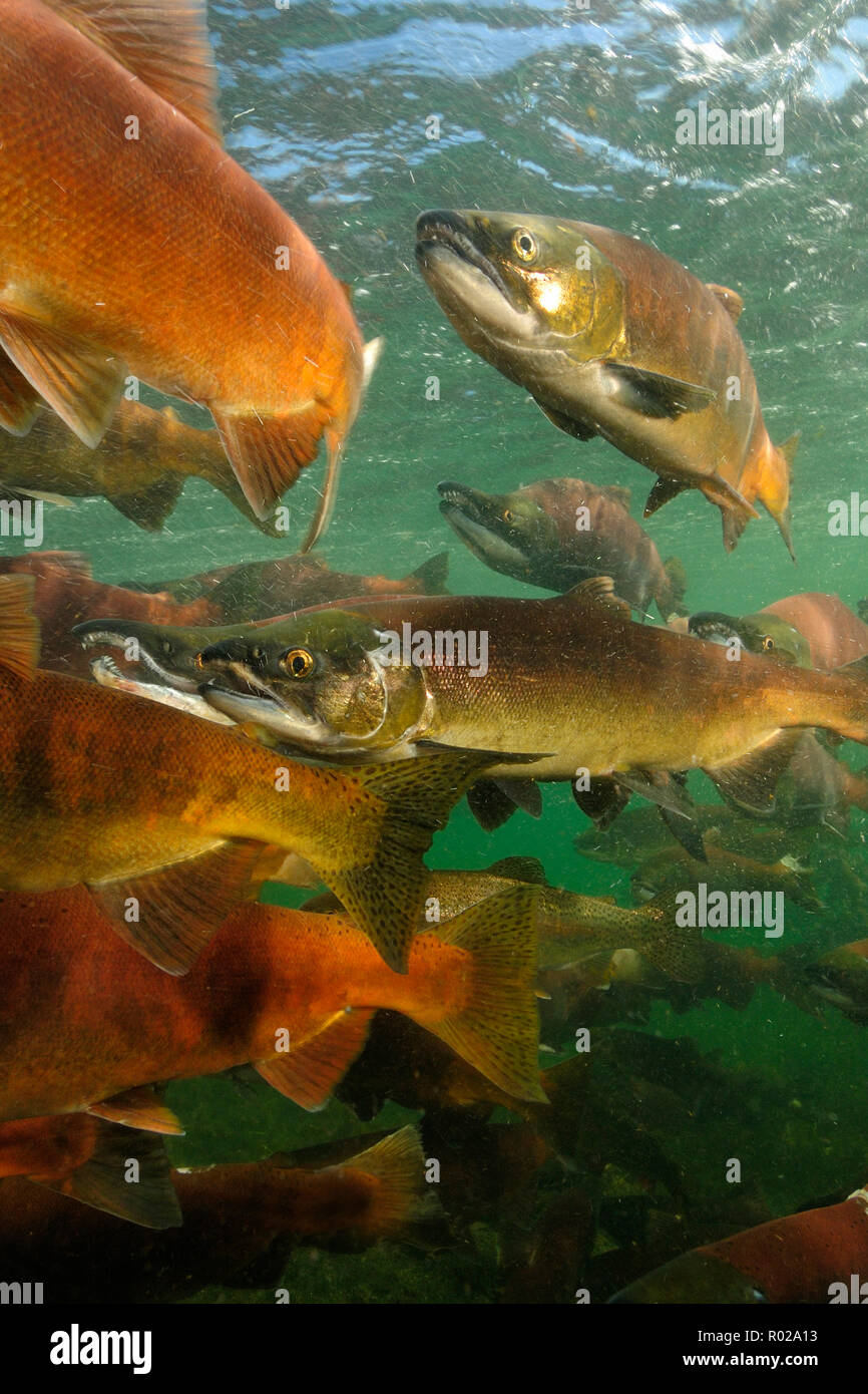 Rosso Salmone, Oncorhynchus nerka, Il Salmone Kokanee, East River, Colorado Foto Stock