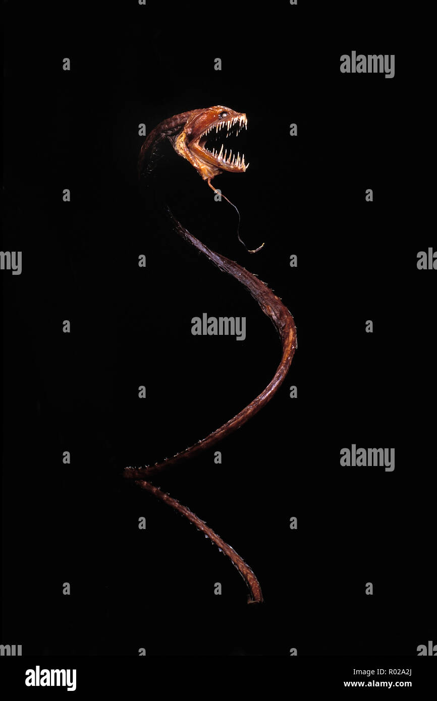 Dragonfish, Idiacanthius antrostomus Foto Stock