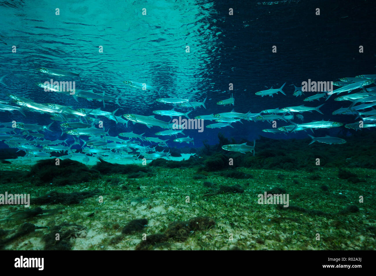 Ladyfish, Elops sauro, Glen Silver Springs, in Florida Foto Stock