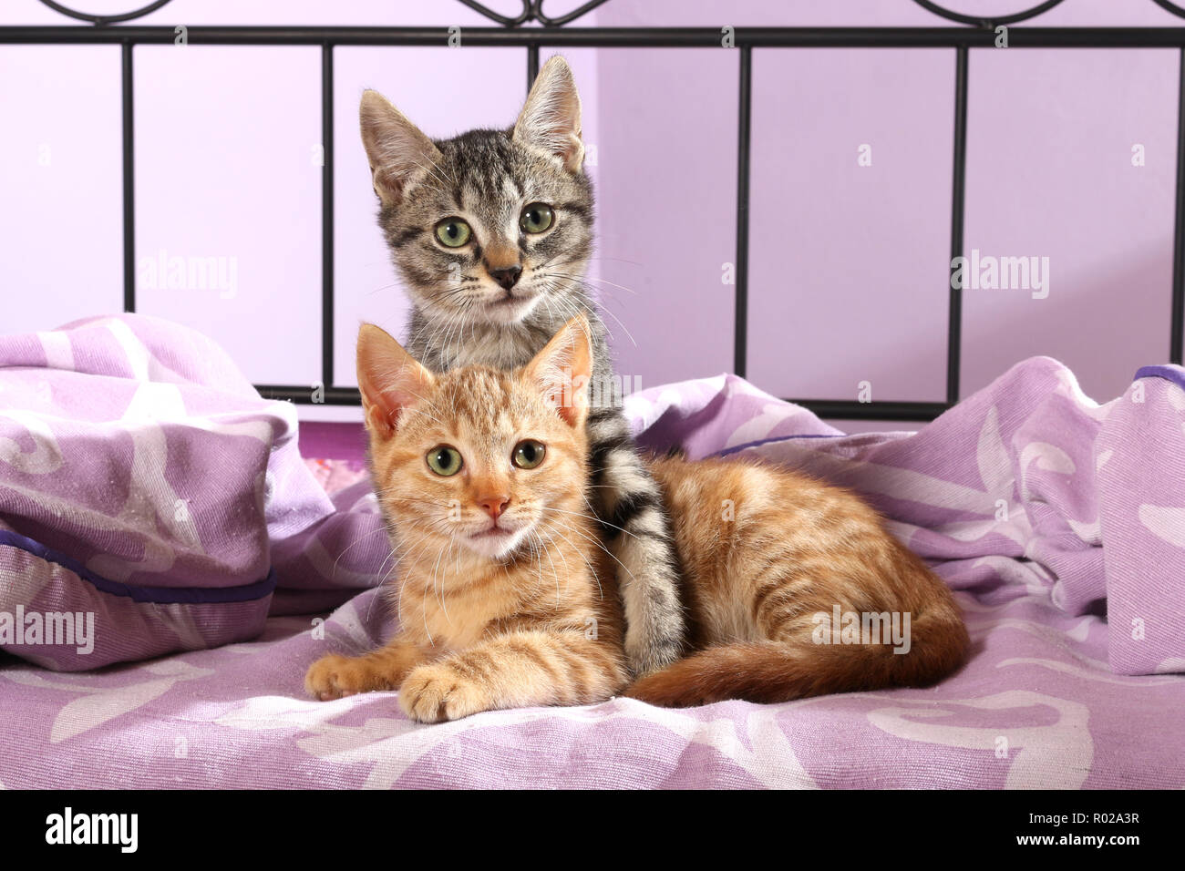 Due gattini, 10 settimane di età, Rosso tabby e black tabby, coccole Foto Stock