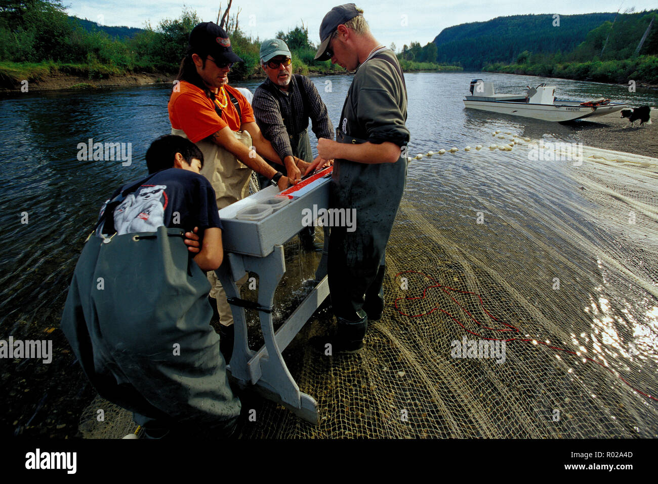 Il Salmone Sockeye la valutazione degli stock, Chilko River, British Columbia Foto Stock