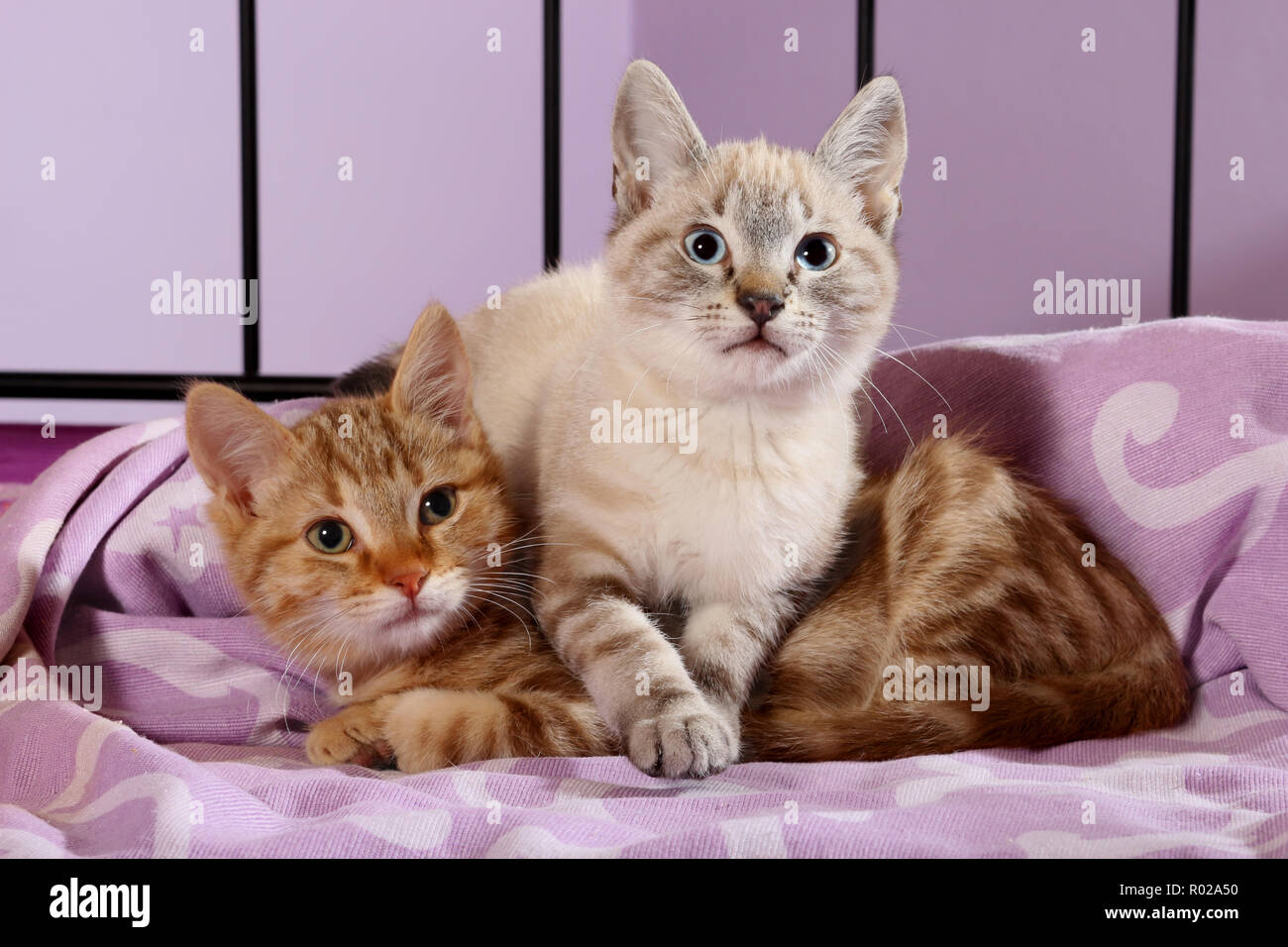 Due gattini, 10 settimane di età, Rosso tabby e seal tabby point, coccole Foto Stock