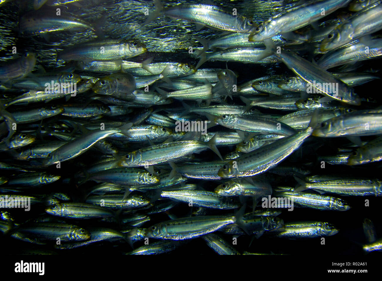 Pacific sardina, SARDINOPS SAGAX, California, Oceano Pacifico Foto Stock