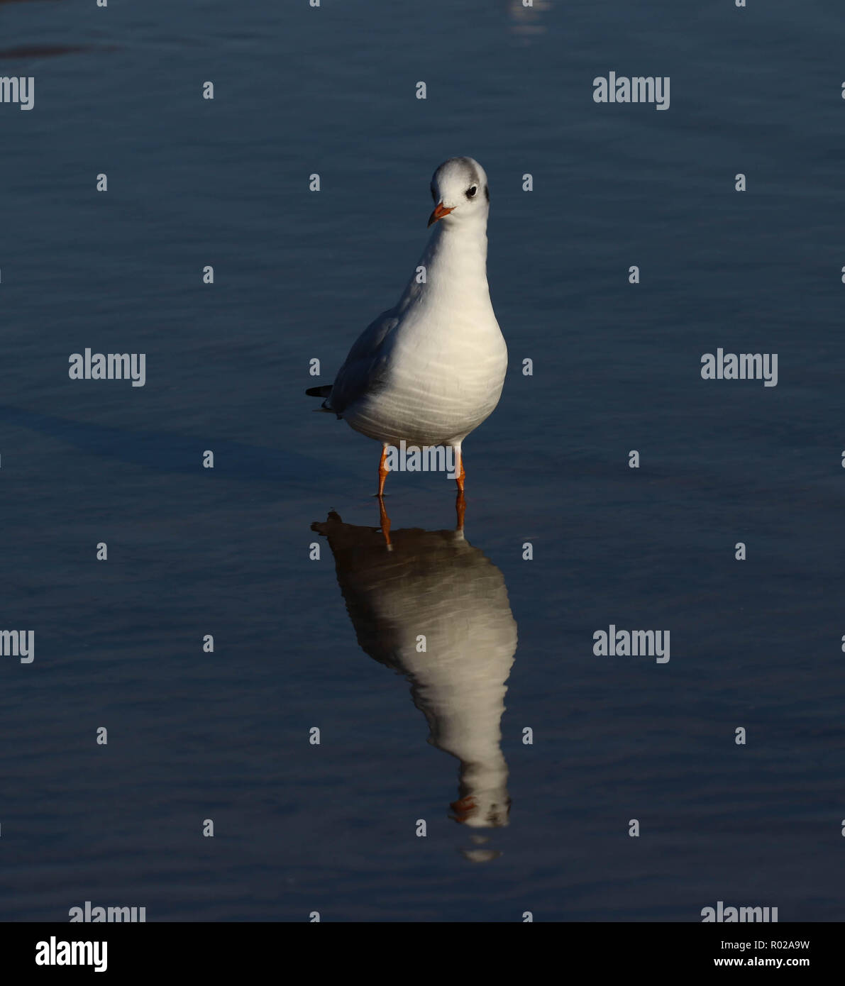 Seagull seduto in mare Foto Stock