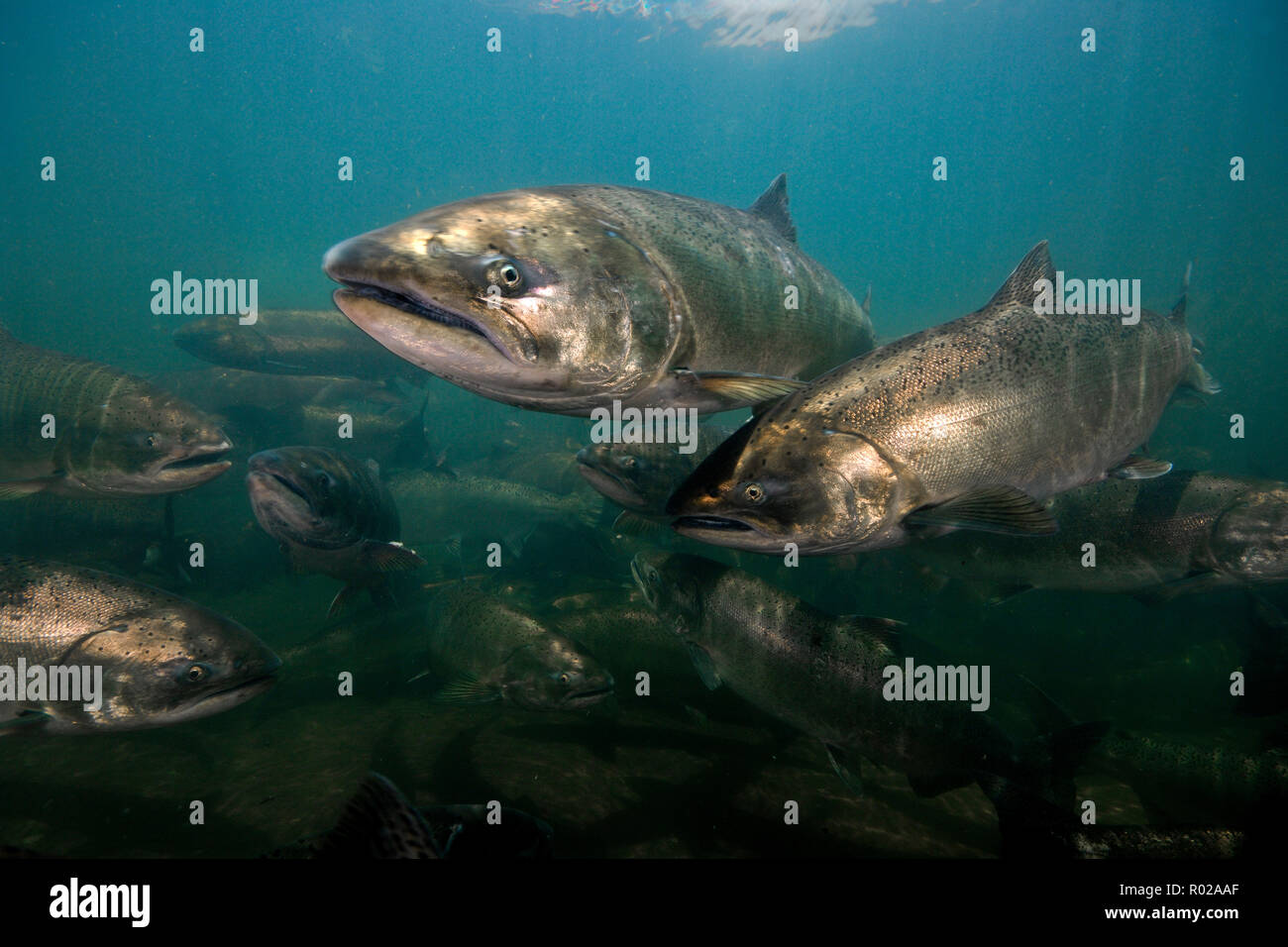 La Chinook o salmone King, Oncorhynchus tshawytscha, Rogue River, Oregon Foto Stock La Chinook o salmone King, Oncorhynchus tshawytscha, Rogue River, Oregon Foto Stock