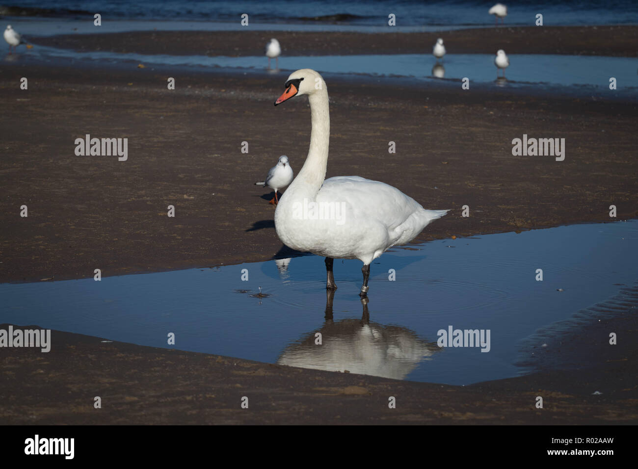 Swan vicino al mare Foto Stock
