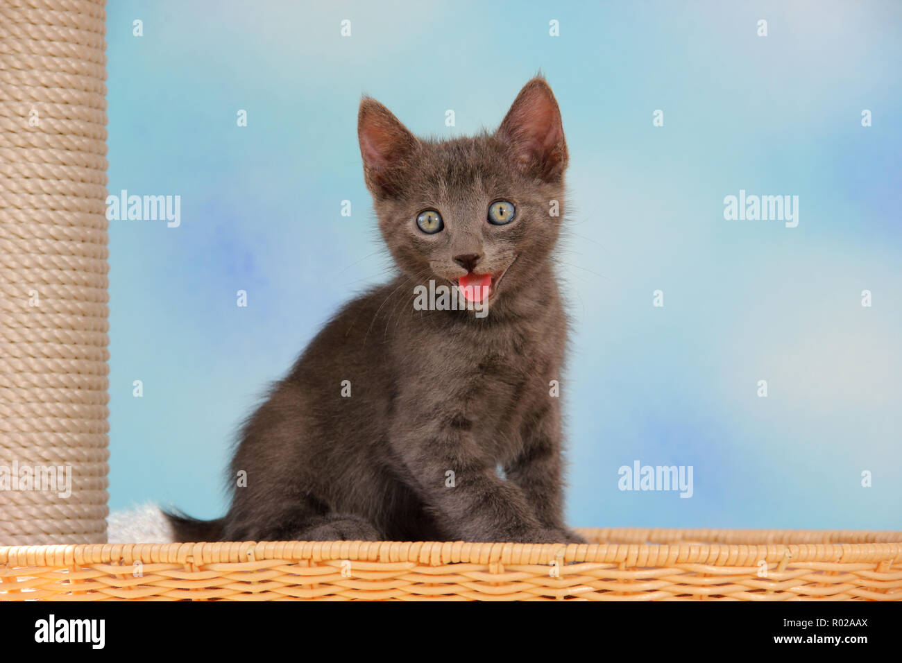 Gattino, 7 settimane di età, blu Foto Stock