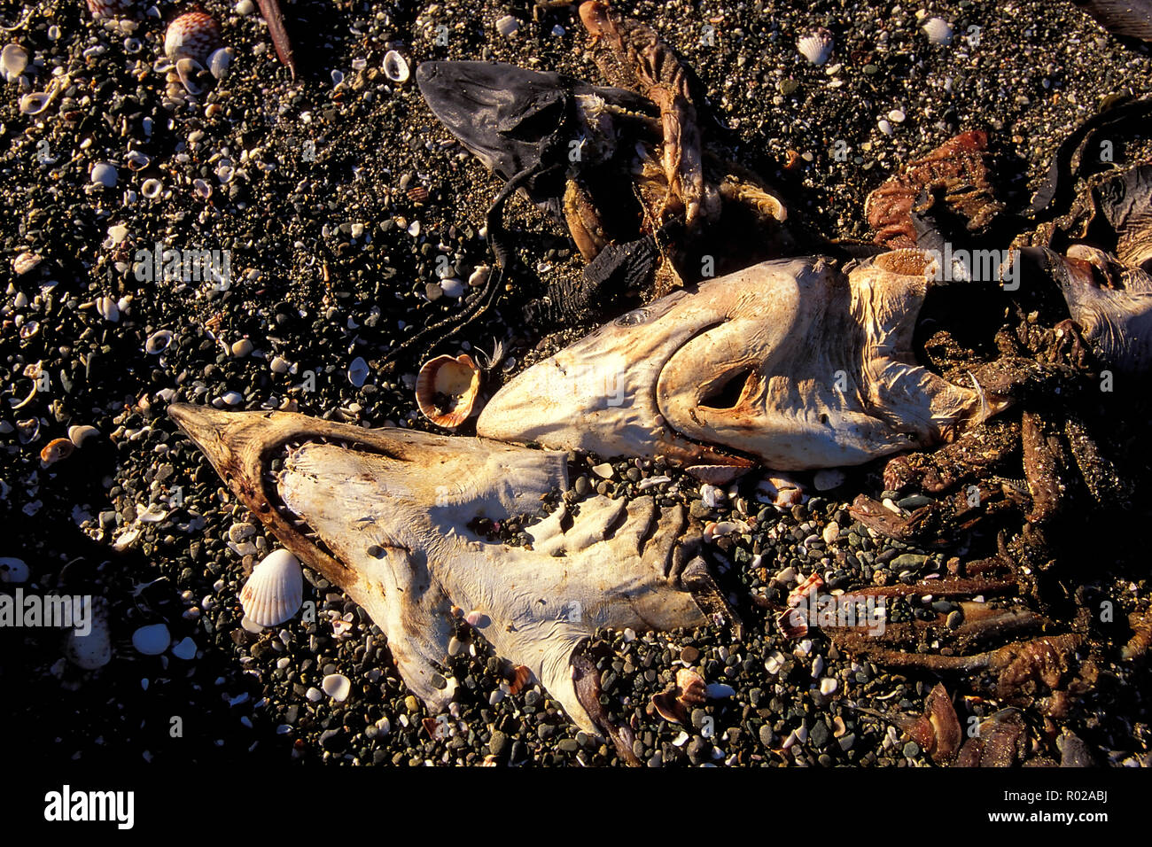 Shark alettatura camp, Baja California, Messico Foto Stock