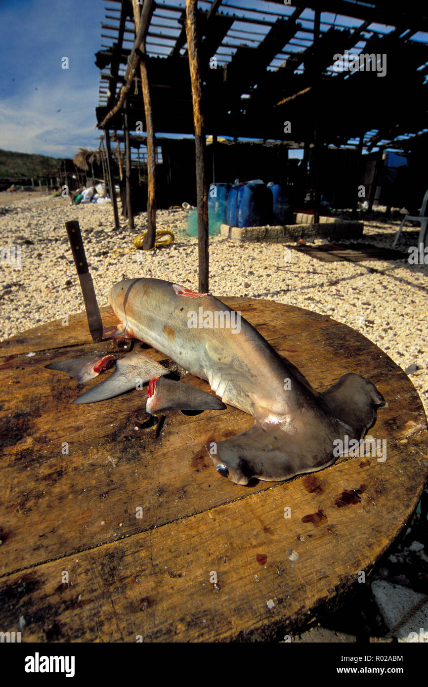 Shark alettatura camp, Messico, Oceano Pacifico Foto Stock