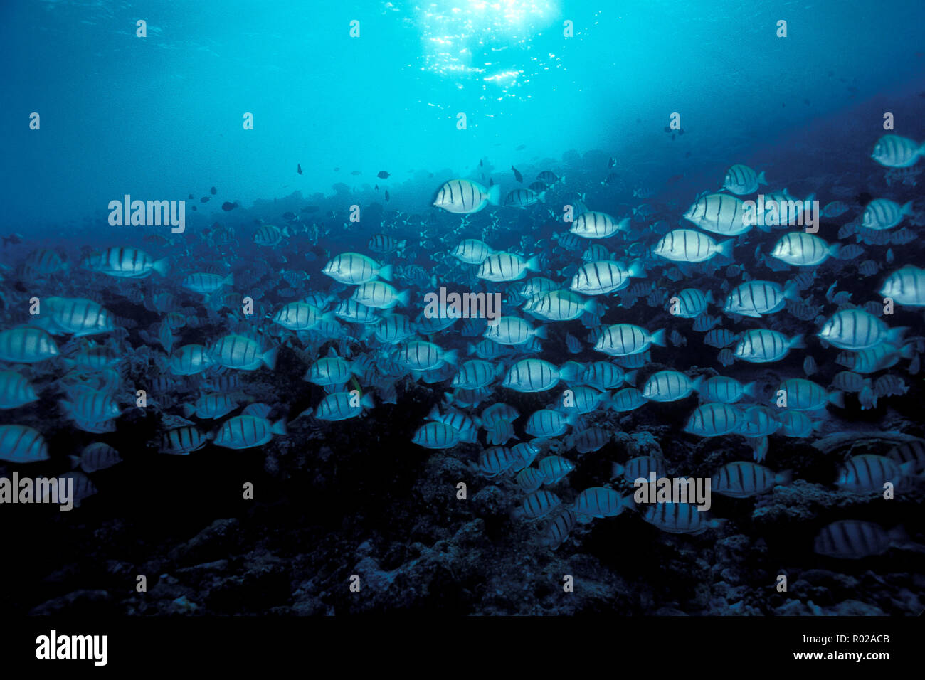 Convict surgeonfish, Acanthurus triostegus, Rangiroa, Polinesia francese, Oceano Pacifico Foto Stock