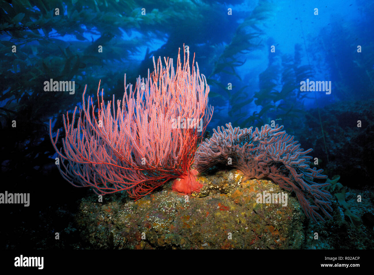 Gorgonie rosse, California, Oceano Pacifico Foto Stock