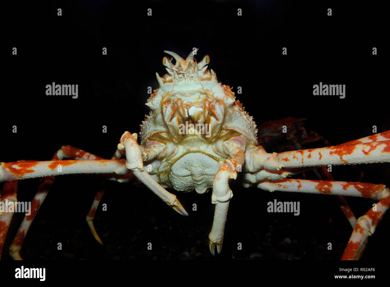 Giapponese ragno granchio, Macrocheira kaempferi, captive Foto Stock