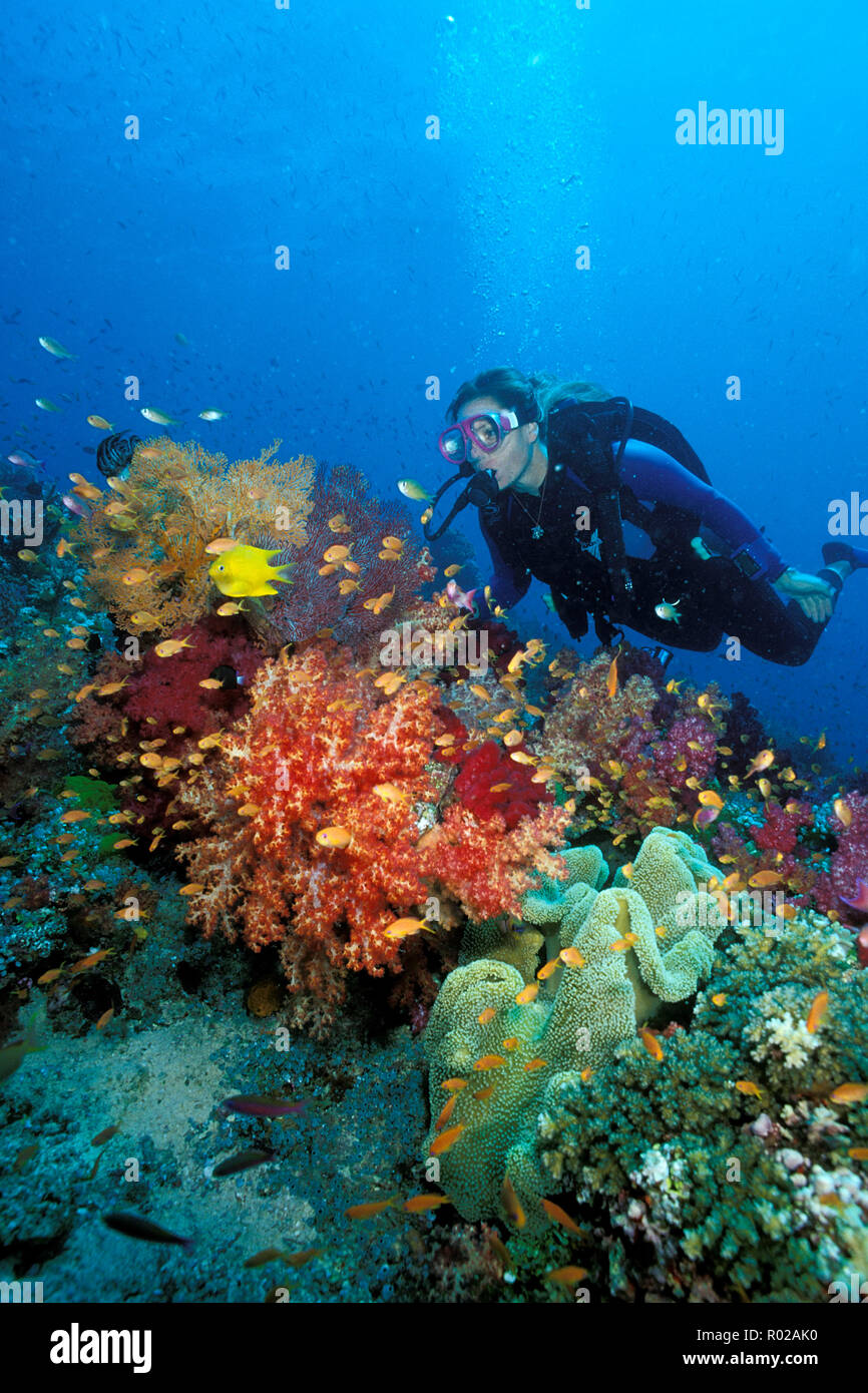 Tropical Coral reef, Figi, Oceano Pacifico Foto Stock