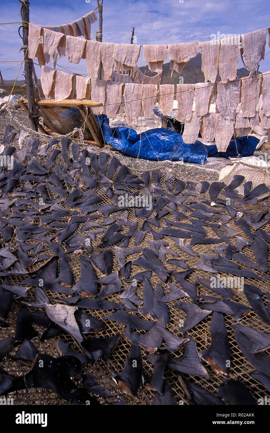 Le pinne di squalo essiccamento in sun, Baja California, Messico Foto Stock