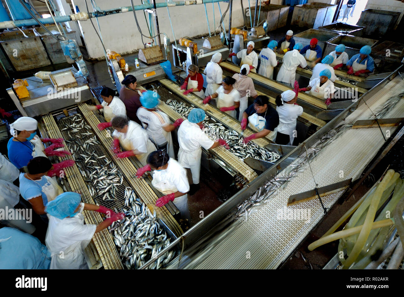 Sardine all' impianto di trasformazione, Messico Foto Stock