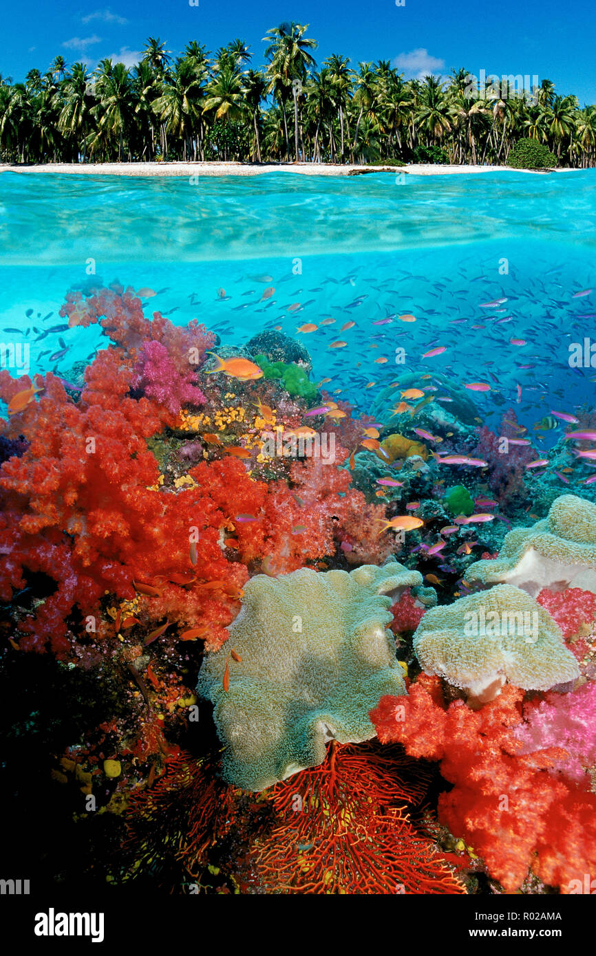 Tropical Coral reef, Figi, Oceano Pacifico Foto Stock