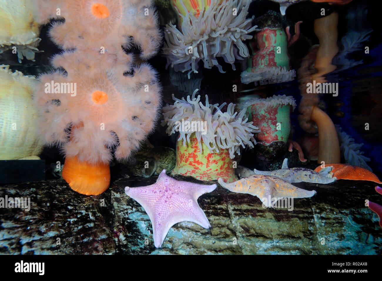 Dipinto di anemone, Urticina crassicornis, captive Foto Stock