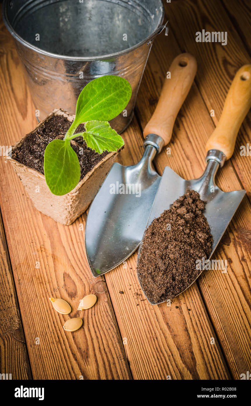 Piantine di zucchina e attrezzi da giardino su una superficie in legno Foto Stock