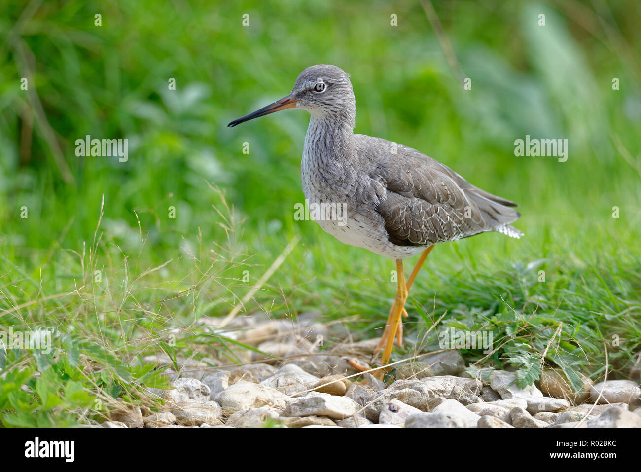 - Redshank Tringa totanus Wader bird di paludi Foto Stock