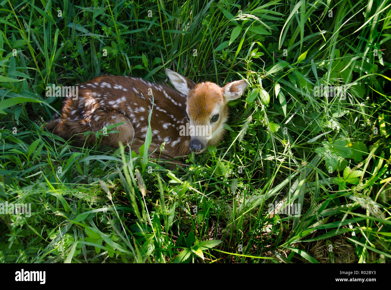 Un neonato fawn avvolto a ricciolo in erba Foto Stock