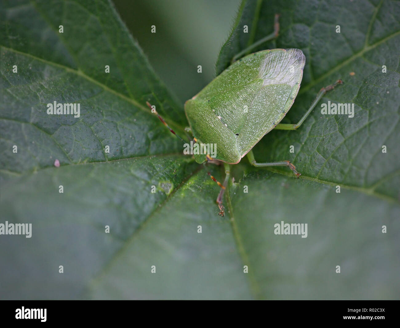 Macro di un verde bug su una foglia verde Foto Stock