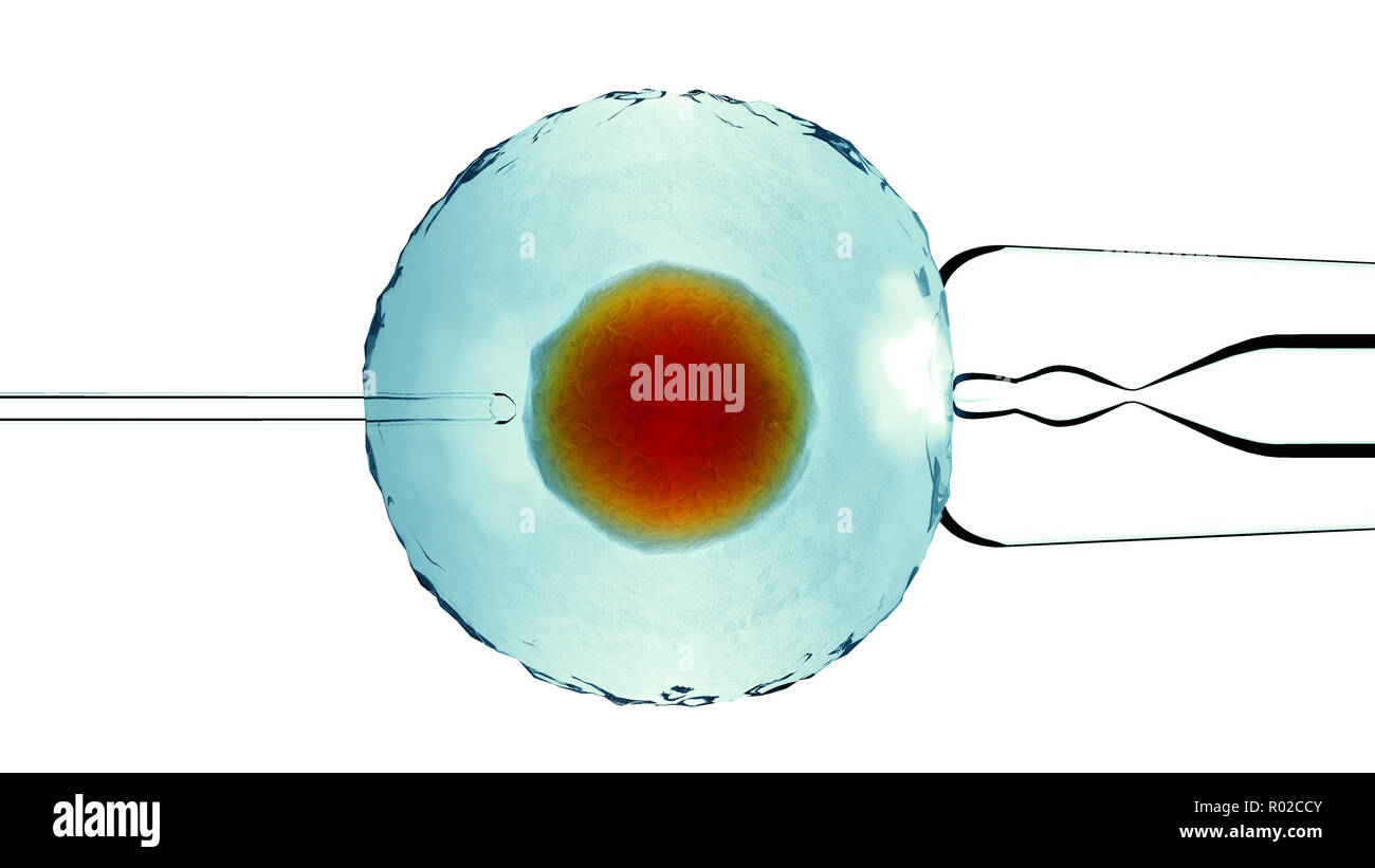 La fecondazione artificiale, assistita. Cellule fecondate, Ovum. Innesto artificiale. Vista sotto un microscopio. La scienza. Il rendering 3D Foto Stock