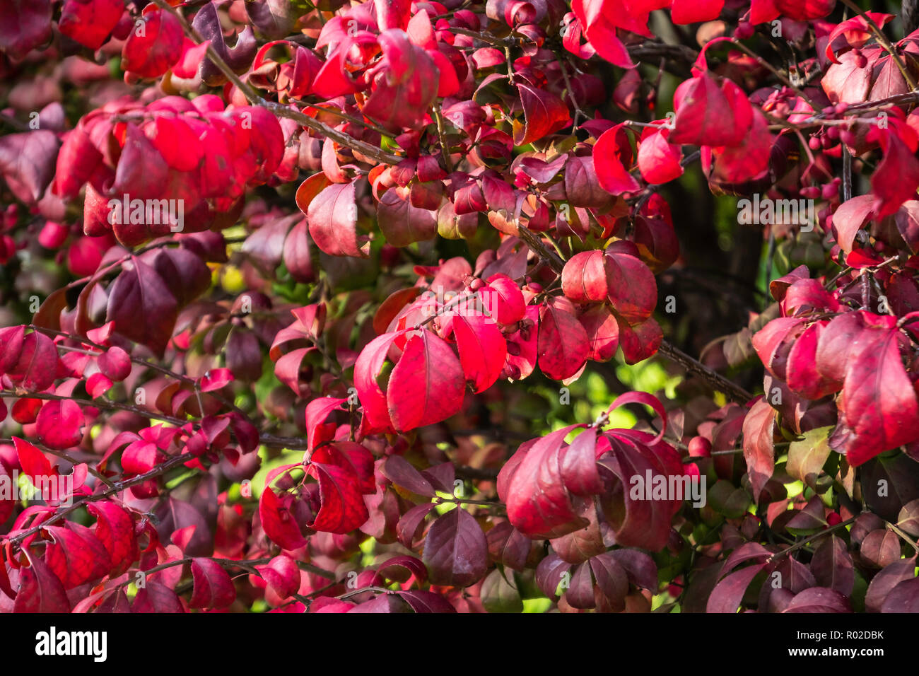 Primo piano di foglie di roveto ardente, Euonymus alastus. Kansas, Stati Uniti d'America. Foto Stock