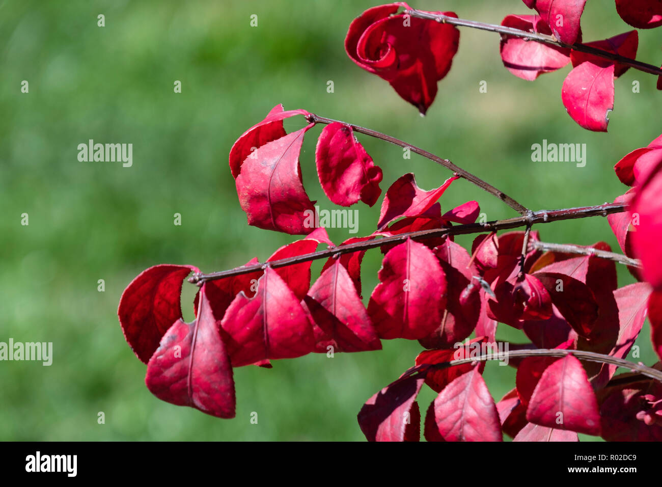 Primo piano di foglie di roveto ardente, Euonymus alastus. Kansas, Stati Uniti d'America. Foto Stock