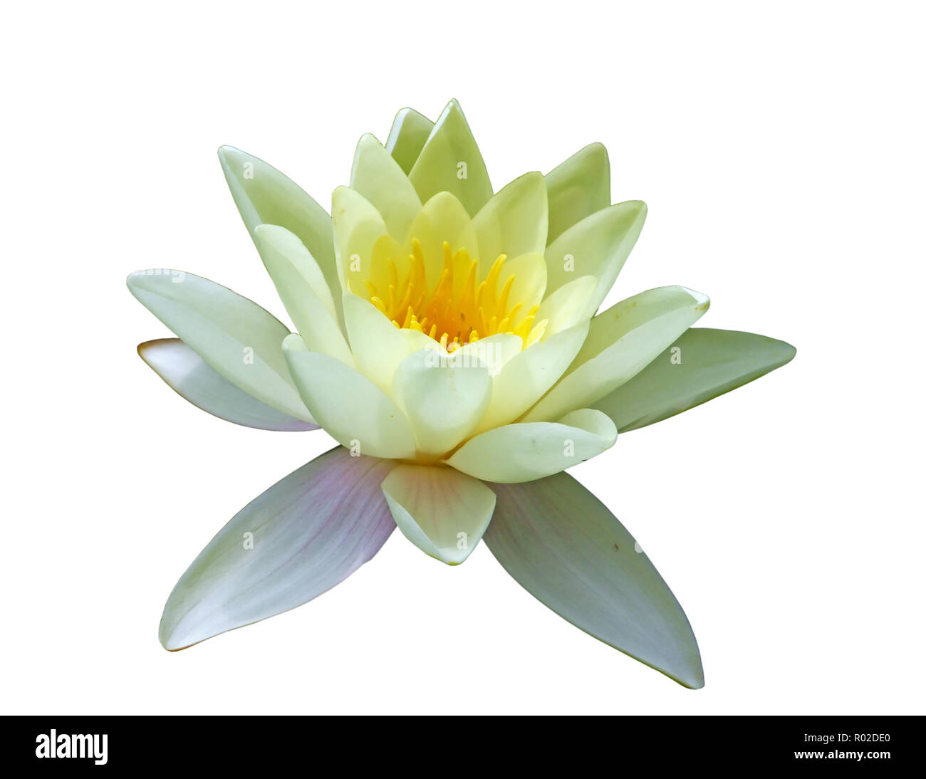 Fiore bianco del giglio di acqua in un stagno Foto Stock