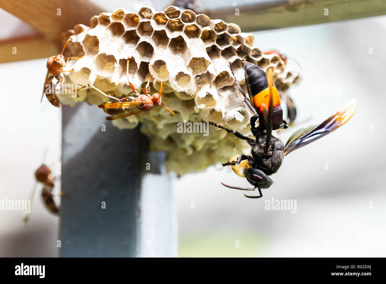 Gli insetti si nutrono di larve di insetti più piccoli. Foto Stock