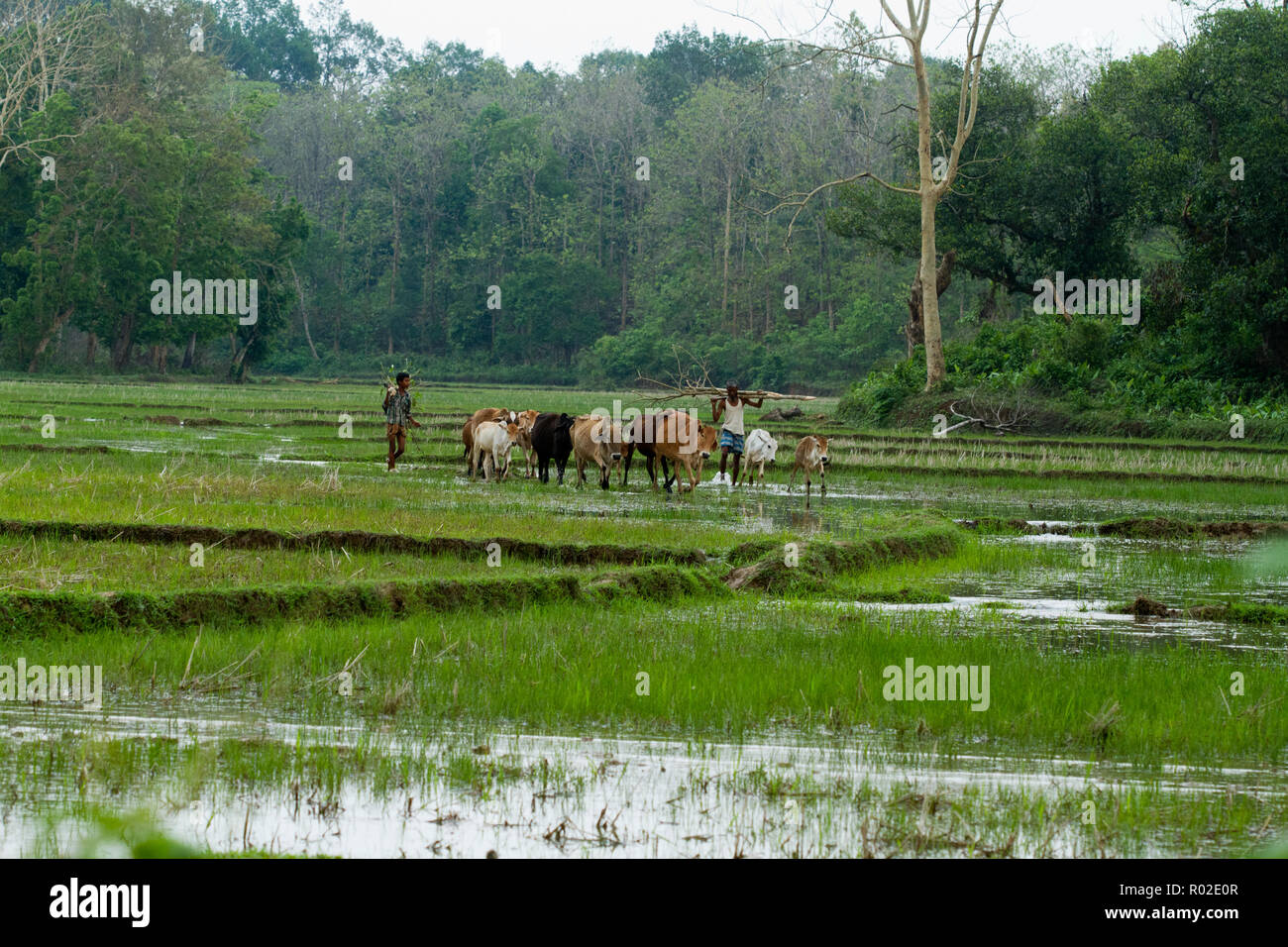 Gli allevatori di bestiame al progetto REMA Kalenga Wildlife Sanctuary a Chunarughat. Habiganj, Bangladesh. Foto Stock