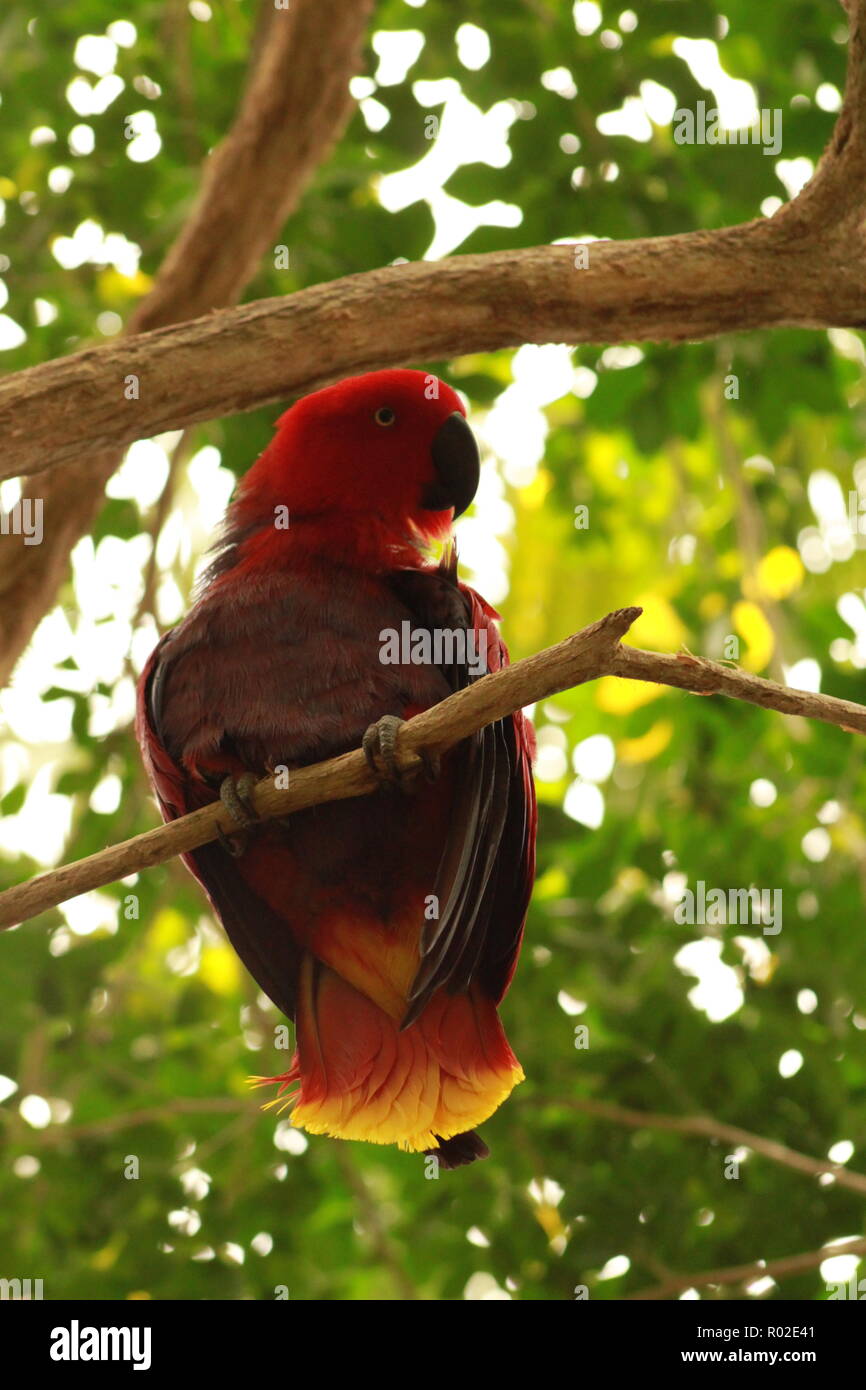 Parrot presso la voliera al coperto presso la North Carolina Zoo Foto Stock