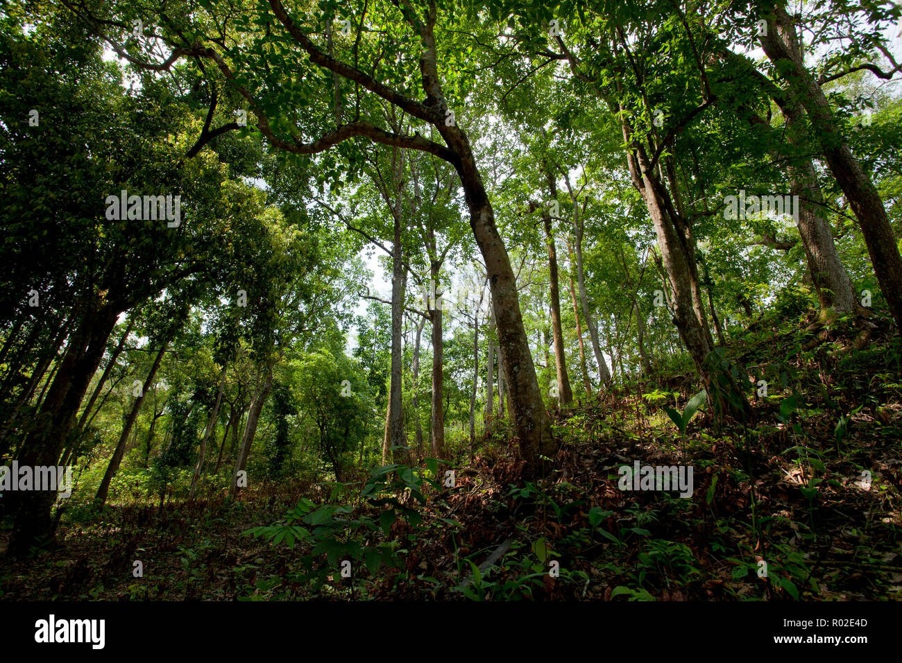 Rema Kalenga Wildlife Sanctuary si trova a Chunarughat nel quartiere Habiganj in Bangladesh. è il paese più grande del colle naturale foresta con vari Foto Stock