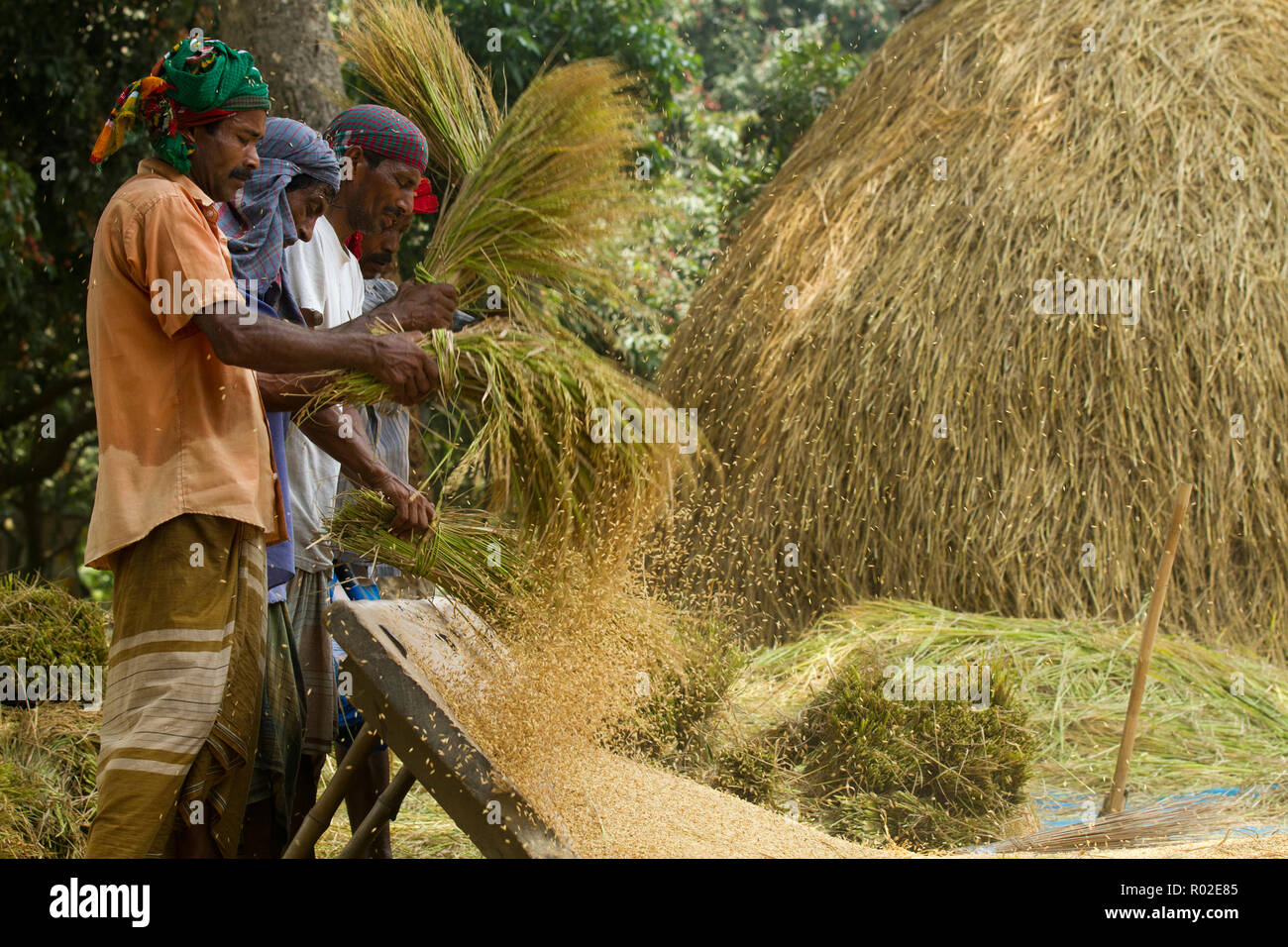 Gli agricoltori la trebbiatura del riso paddy. Dinajpur, Bangladesh. Foto Stock