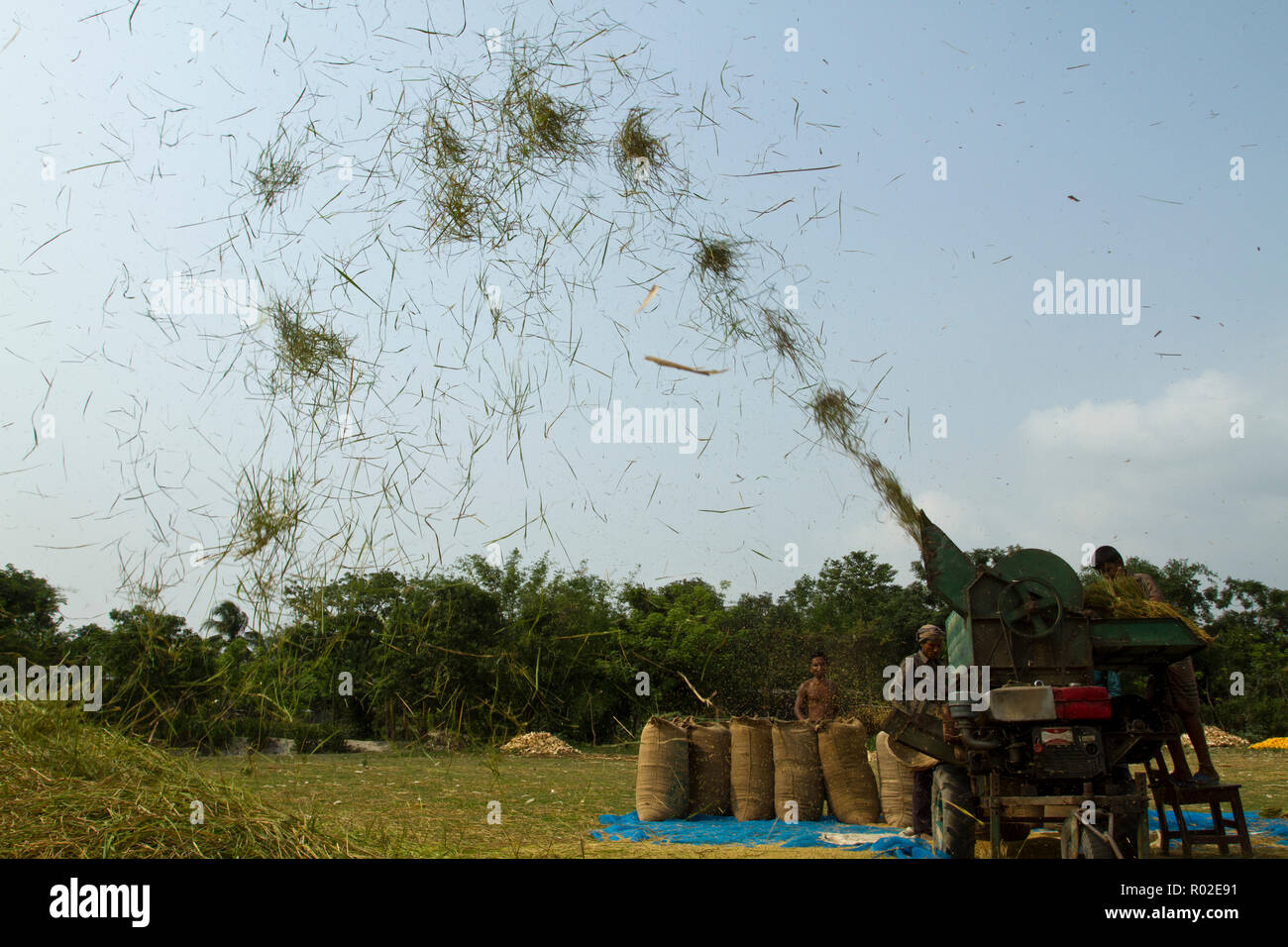 Gli agricoltori la trebbiatura del riso paddy. Dinajpur, Bangladesh. Foto Stock